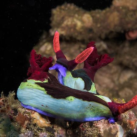 Deluna Diving Resort Пуэрто-Галера Экстерьер фото