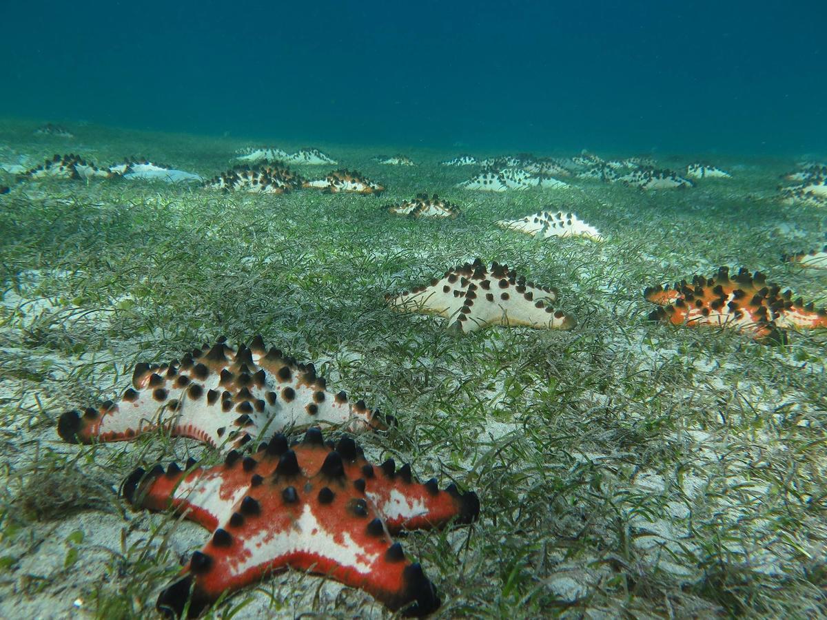 Deluna Diving Resort Пуэрто-Галера Экстерьер фото