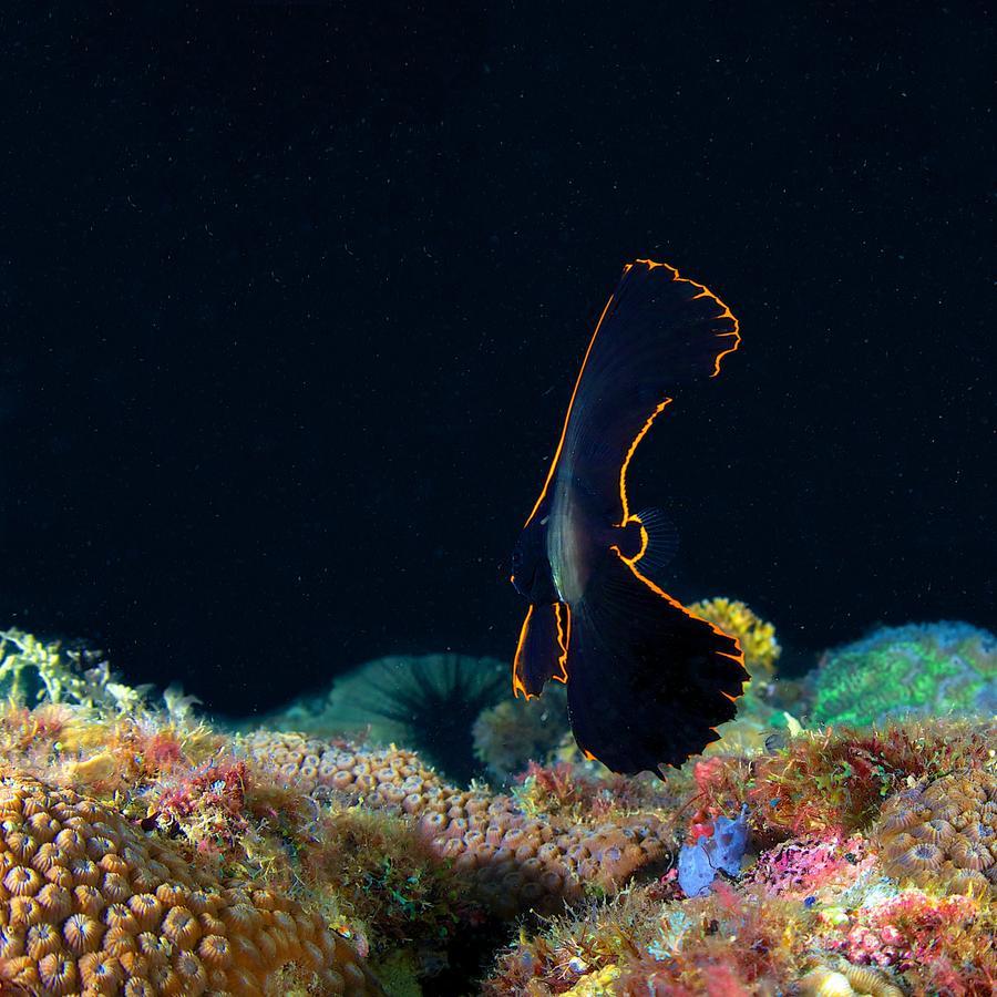 Deluna Diving Resort Пуэрто-Галера Экстерьер фото