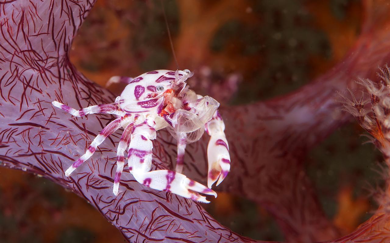 Deluna Diving Resort Пуэрто-Галера Экстерьер фото